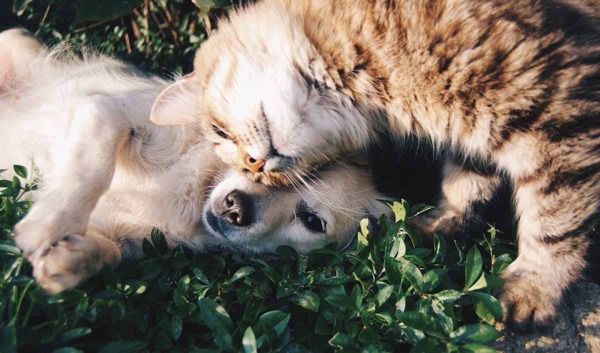 Perro y gato descansando juntos